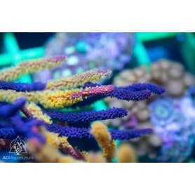 TMC Premium Wild Caribbean Gorgonian Display