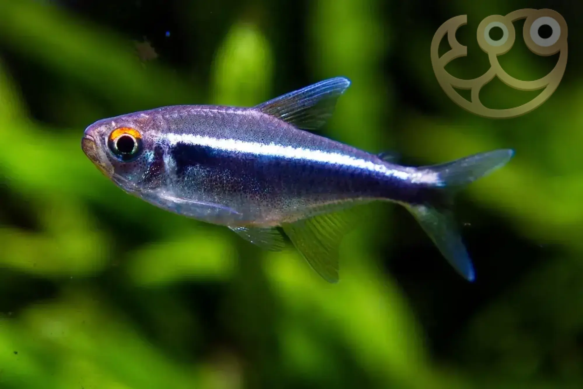 Diamond Neon Tetra