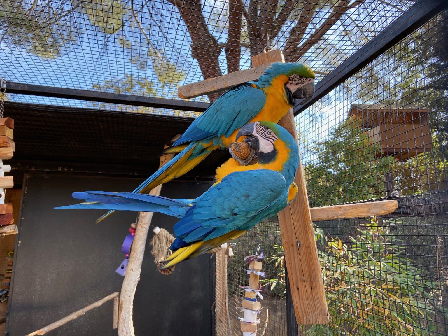 Enrichment Safety | Avian Behavior Lab