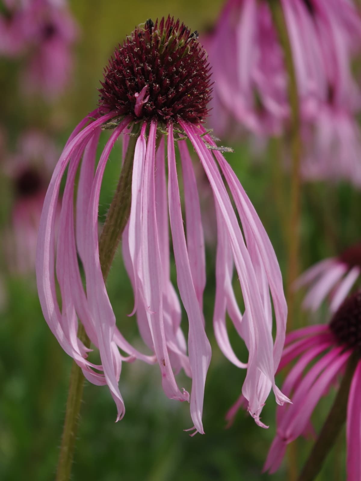 Echinacea pallida - Beth Chatto's Plants & Gardens