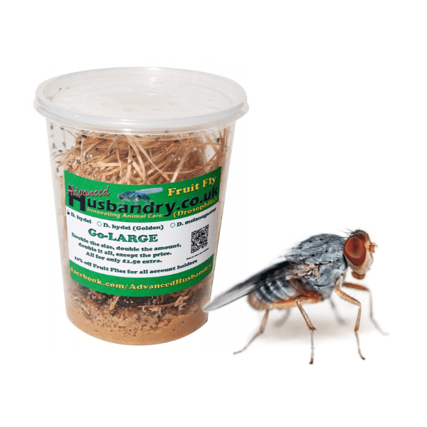 Drosophila hydei (Flightless Fruit Flies) - Feeder Label – Cloud Forest ...