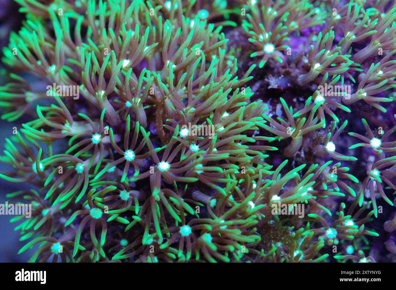 Green star polyps pachyclavularia violacea hi-res stock photography and ...
