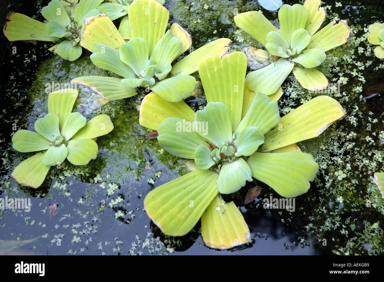 Water Lettuce Pistia stratiotes Stock Photo - Alamy