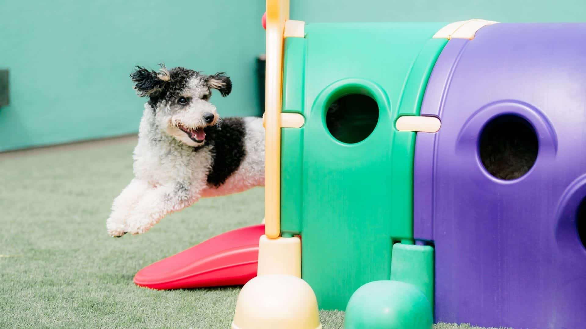 The Benefits Of Enrichment Dog Daycare