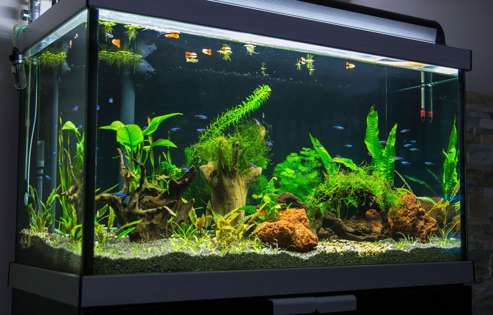 Aquarium | Setup, Fish & Supplies | Britannica