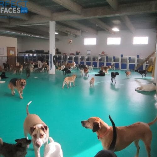 Rubber Flooring Mats for Dog Agility Training | Perfect Surfaces