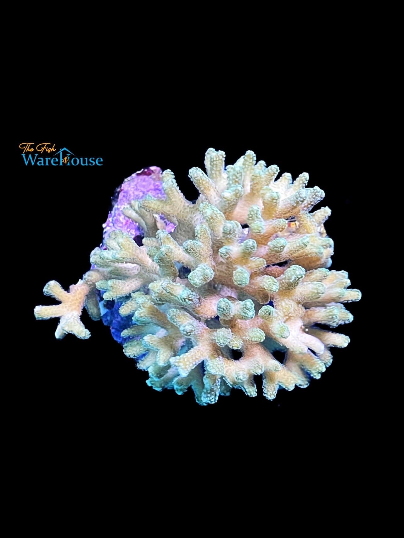 Neon Green Birdsnest Coral - Aquacultured (Seriatopora hystrix) - The ...