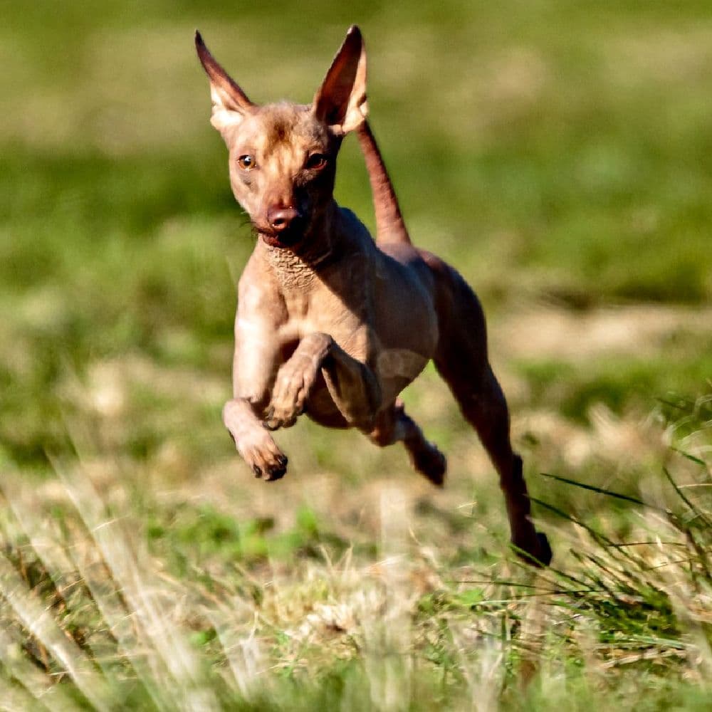 Xoloitzcuintli: the History of One of Nature’s Most Unusual Dog Breeds ...