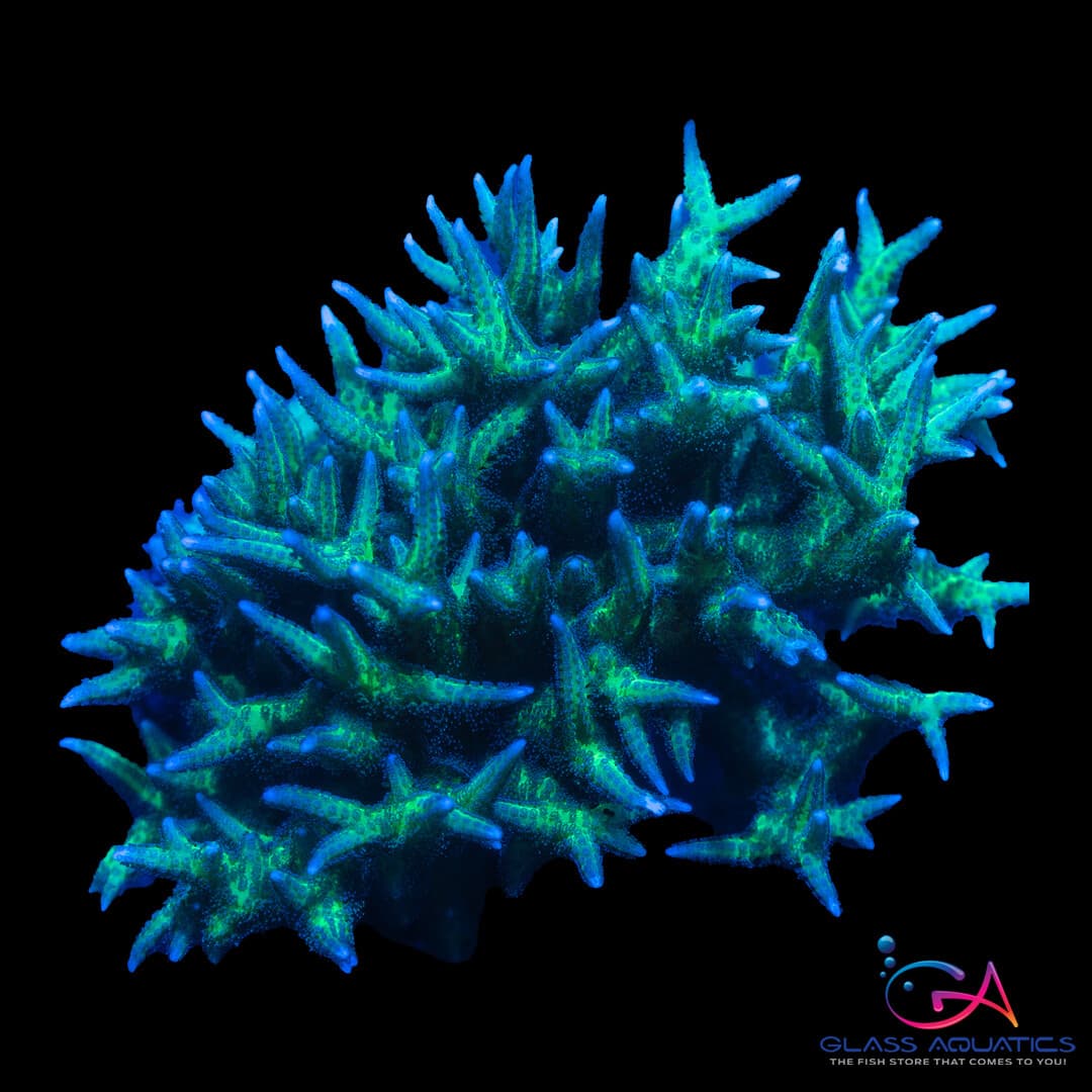 Seriatopora Ponape Birdsnest Frag Coral | Glass Aquatics – Store ...