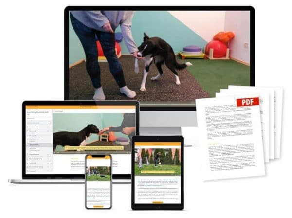Essential Agility Training Skills - Dogs4Motion Academy