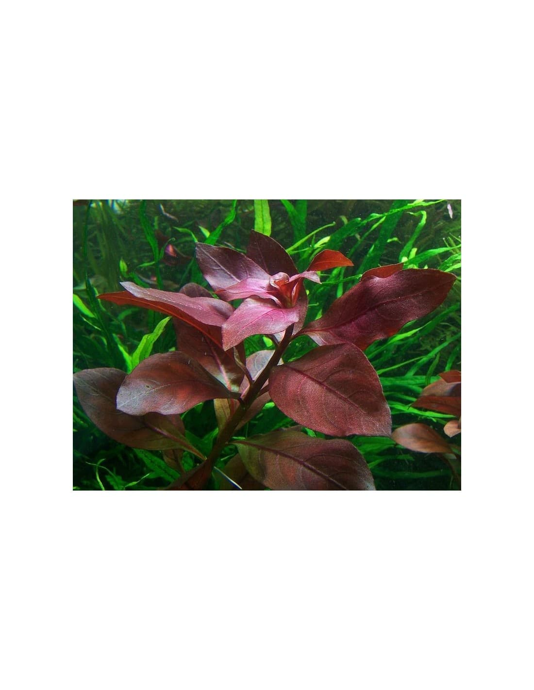 Ludwigia Repens