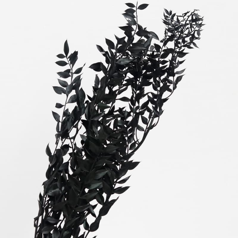 Ruscus Preserved, Black, 50g - Floral Fields