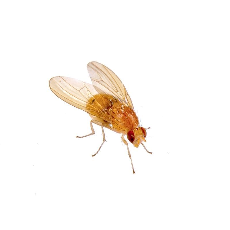 Fruit Flies Care Sheet