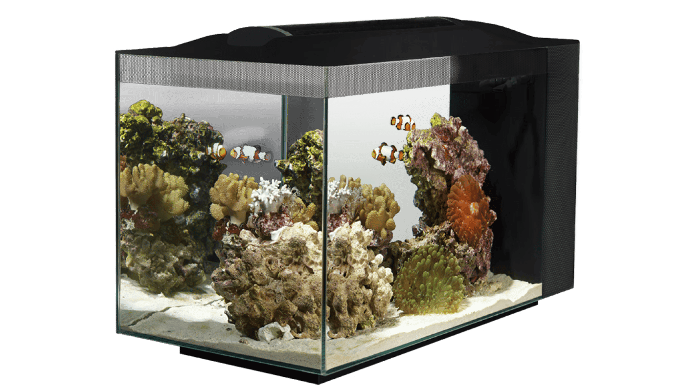 Fluval 10531a1 sea evo xii aquarium kit online