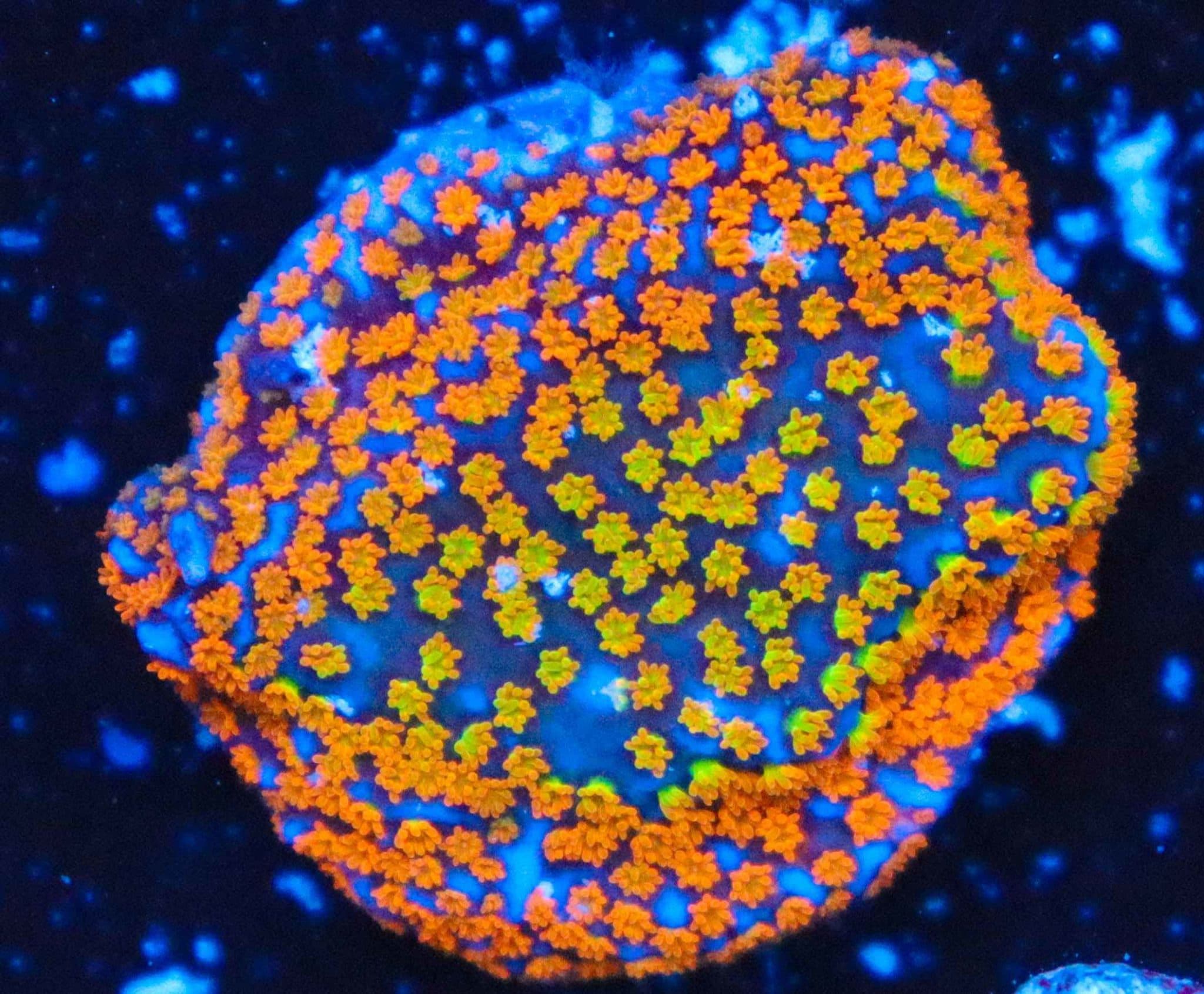 Rainbow Montipora Frag - Frag Box Corals