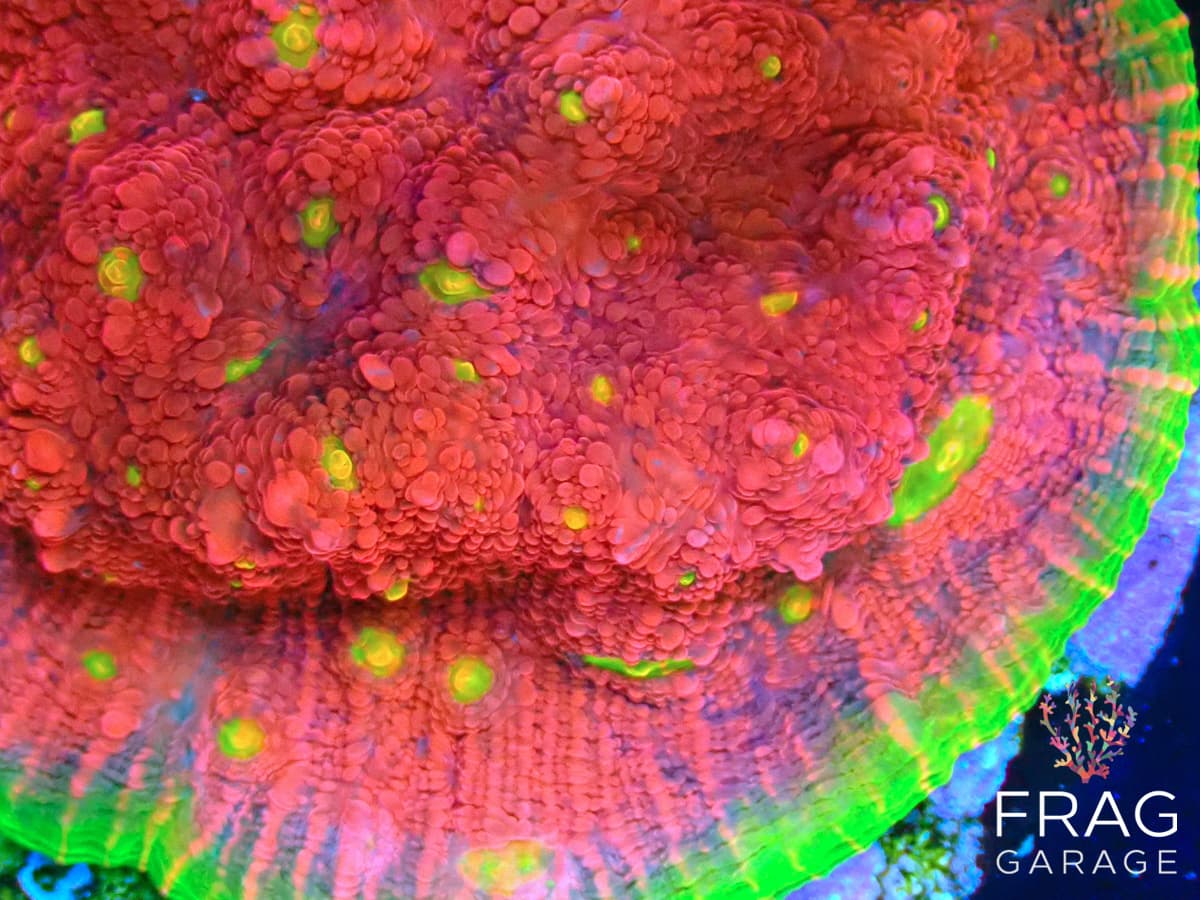 FG Dynamite Chalice Corals | Frag Garage