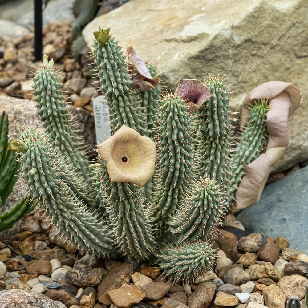 Khobab (Hoodia gordonii) - Garden.org