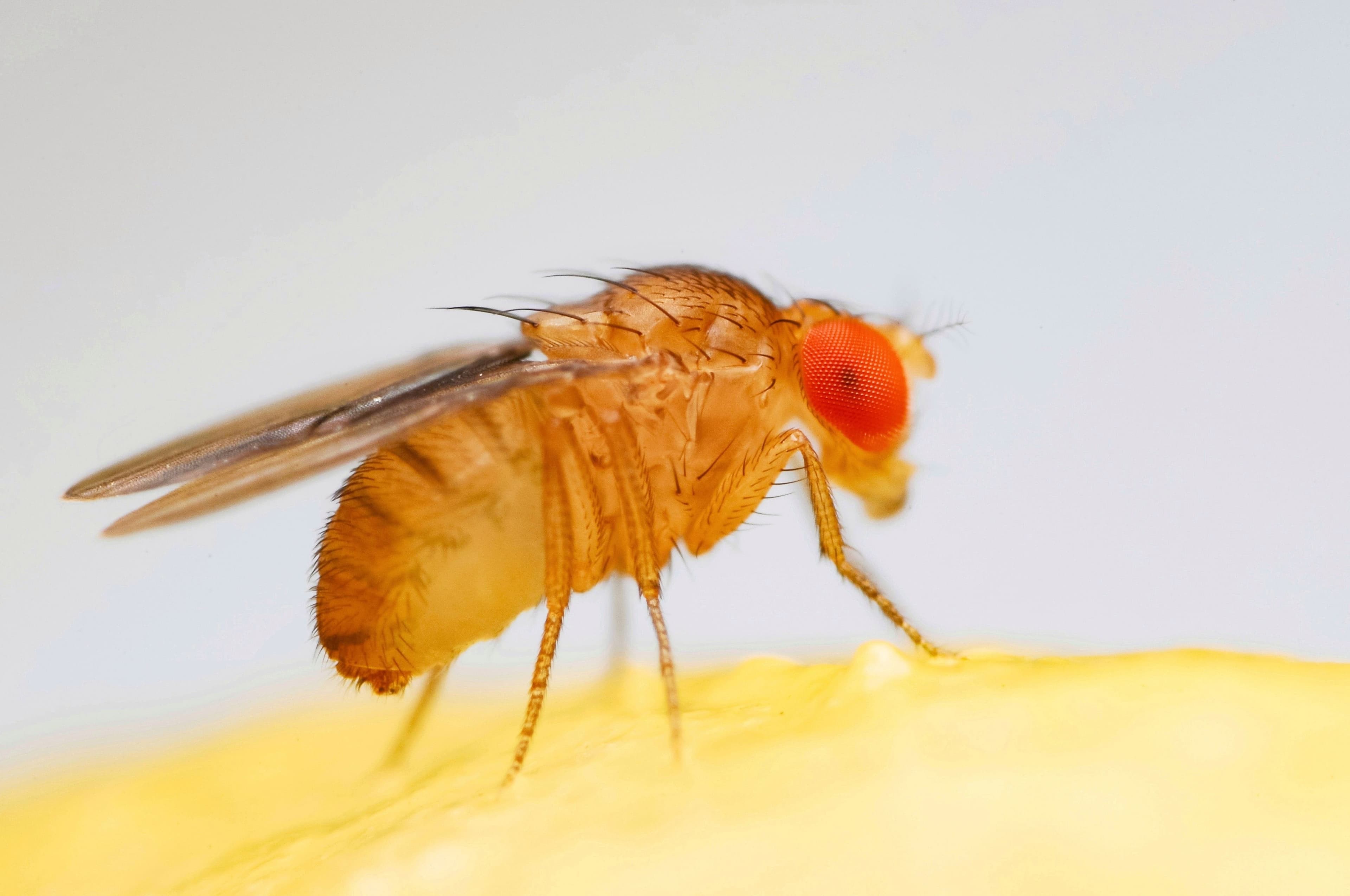 Flightless Fruit Flies (Drosophila melanogaster and hydei)
