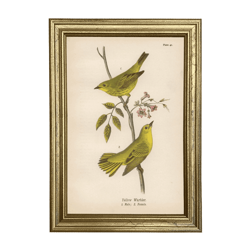 Yellow Warbler: Vintage Bird Illustration Framed Print (Gold Frame, 8 ...