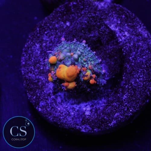 CS WWC OG BOUNCE MUSHROOM - WYSIWYG LIVE CORAL | eBay