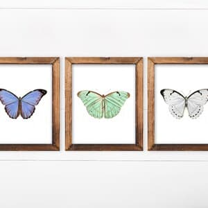 Butterfly Set of 3 Prints Set of 3 Wall Art Butterfly Wall | Etsy