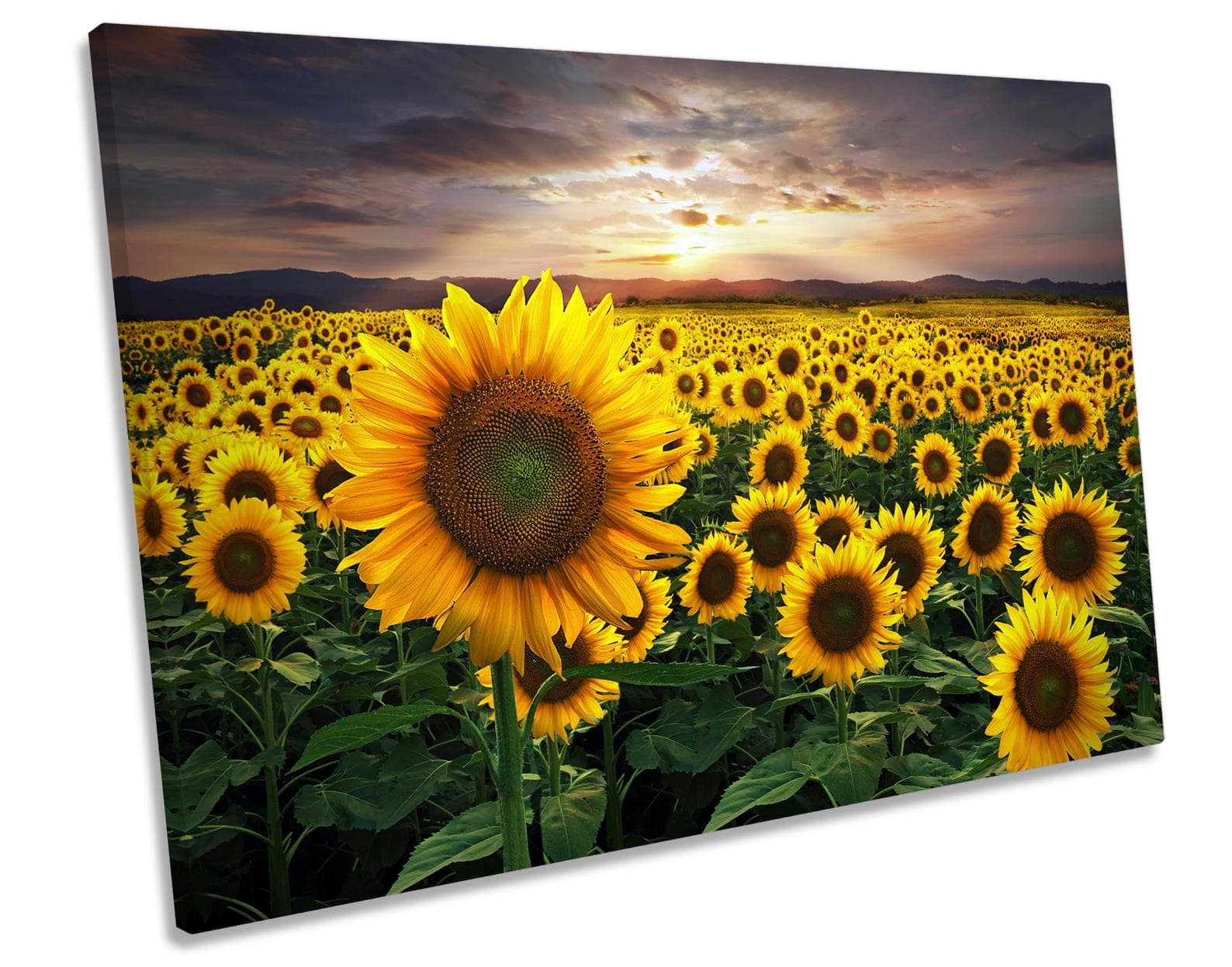 Sunflower Field Summer Canvas Print
