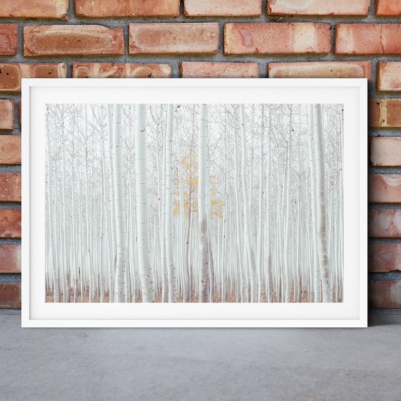 Habitat Birch Trees Framed Print