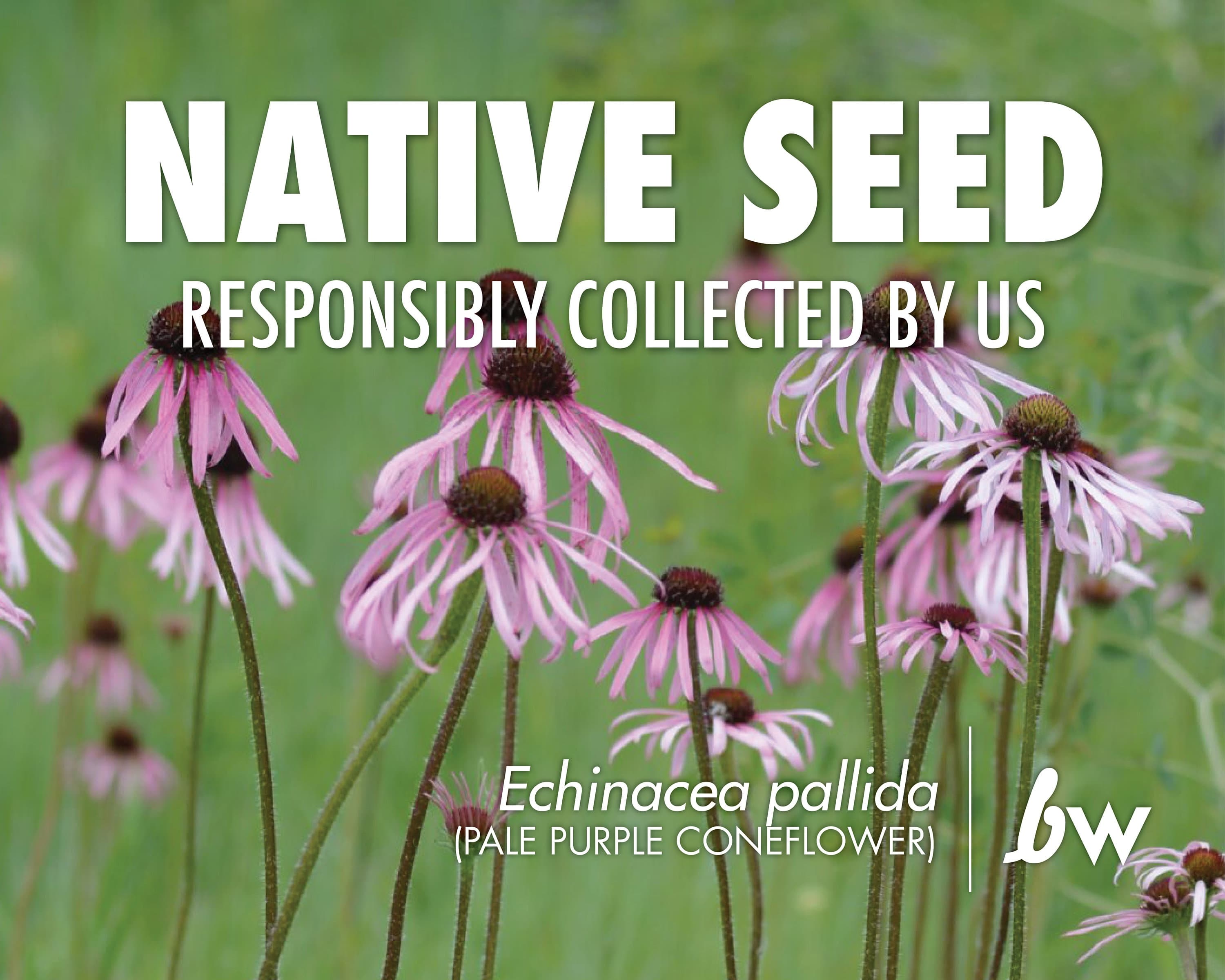Chiltern Seeds Echinacea Pallida Seeds