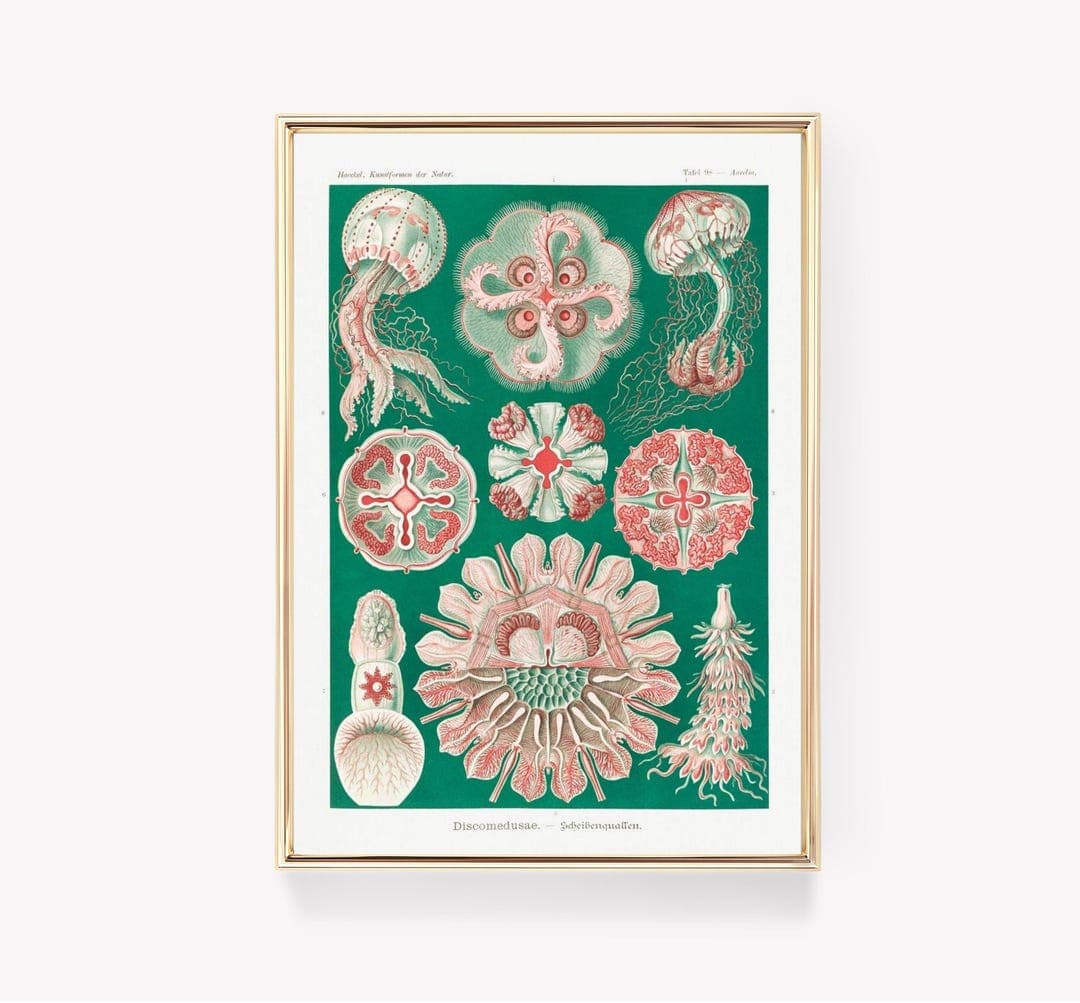Ernst Haeckel | Discomedusae | Art Print | Vintage Painting | Marine ...