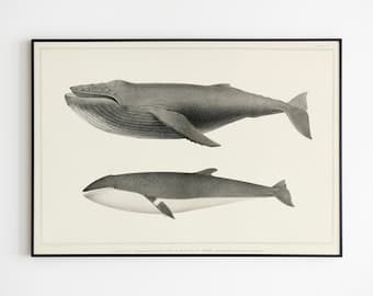 Antique Whale Art Print, Whales Wall Art, Vintage Natural History ...