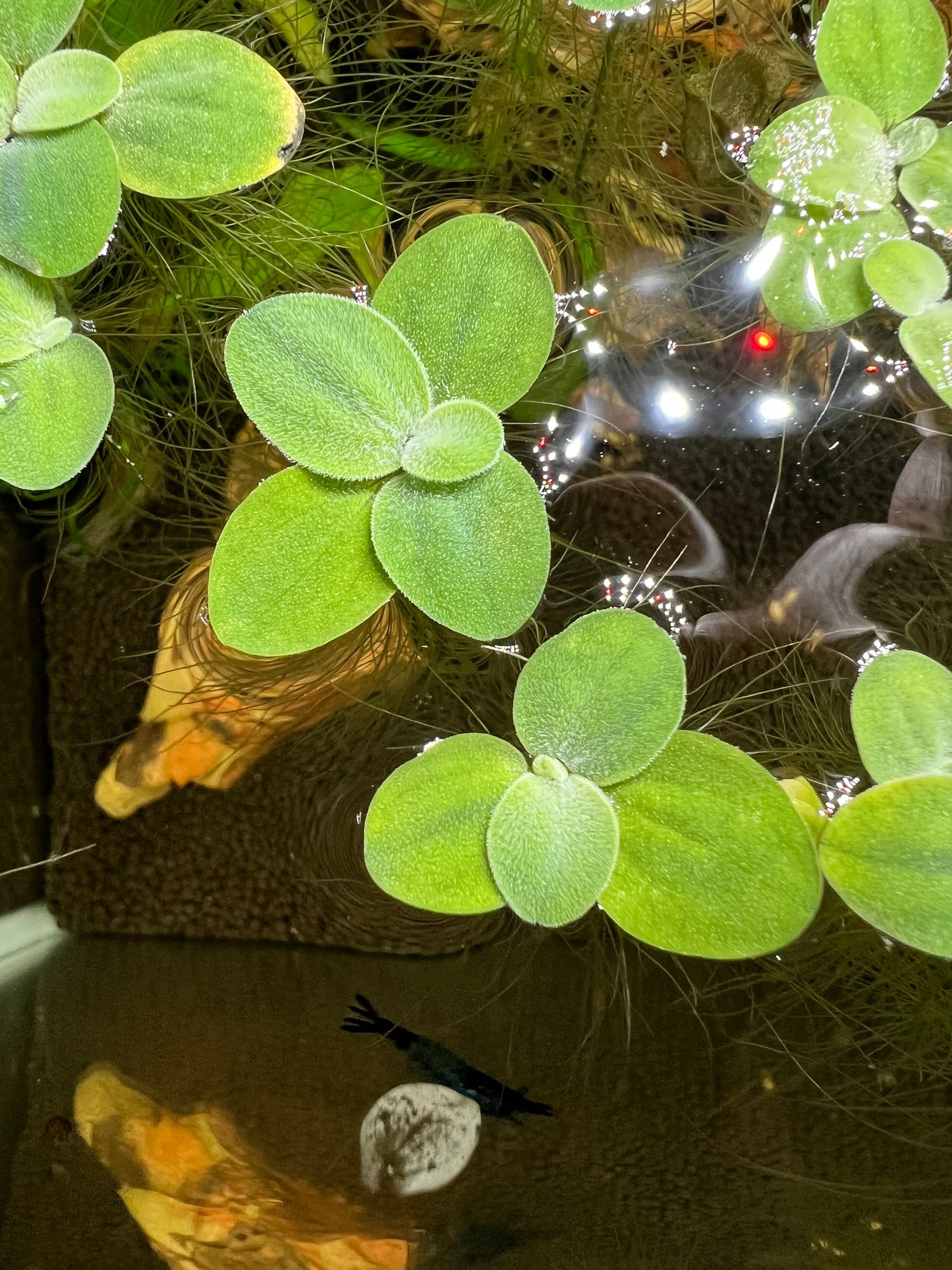 Dwarf Water Lettuce | Pistia Stratiotes | Floating Plant | Freshwater ...
