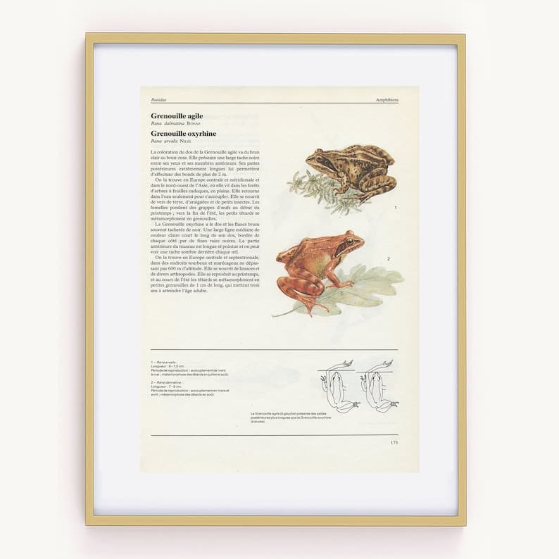 1982 Tree, Agile & Moor Frog Print. Vintage Amphibian Animal Print ...