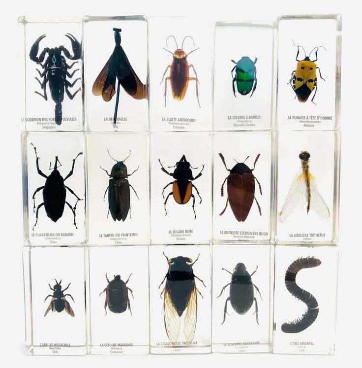 Resin Insect, Curiosity Cabinet, Insect Collection, Resin Inclusion ...
