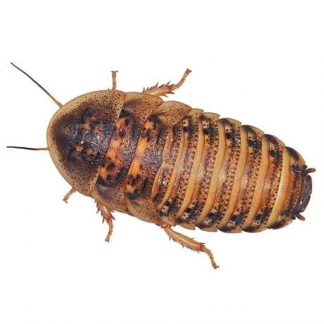 Live Dubia Cockroaches - Blaptica dubia | Dubia roaches, Roaches ...