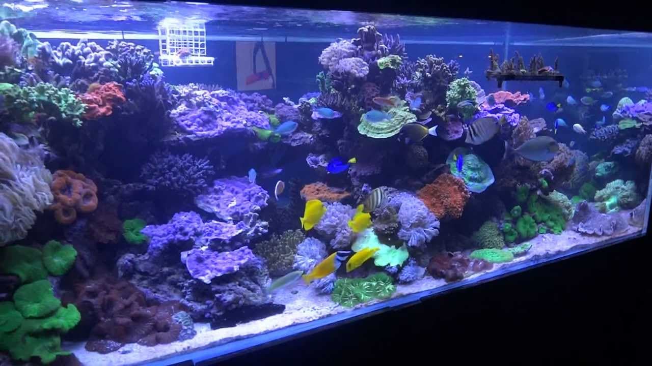 The Coral Shop Display Tank - 2000L SPS Reef Tank - YouTube