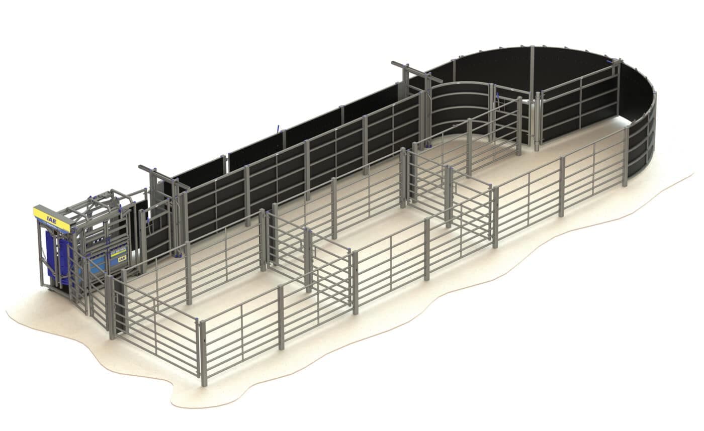 Why invest in a Fixed Cattle Handling System? - IAE