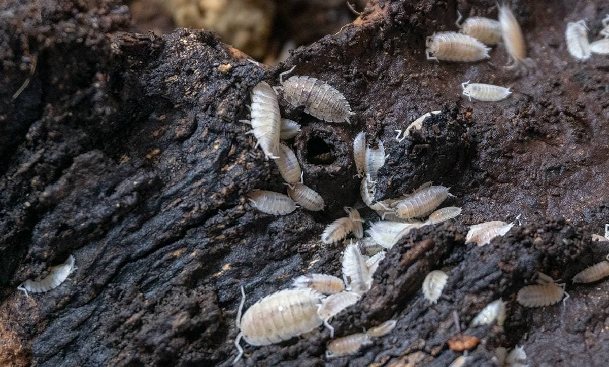 Porcellio scaber 'Dalmatian' Isopods (10 count)