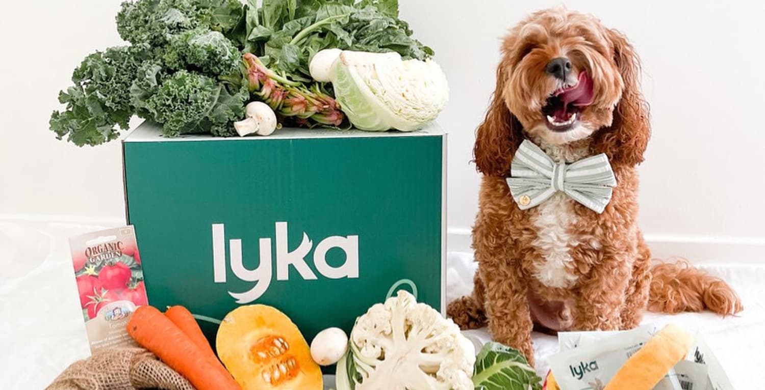Join Lyka | Help dogs live a healthy life