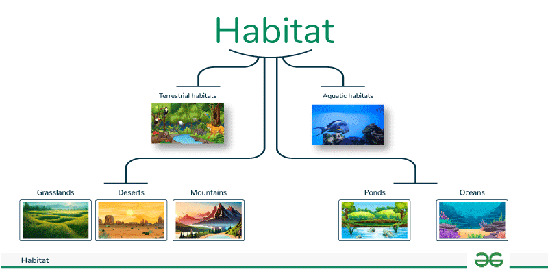 What is Habitat? - GeeksforGeeks