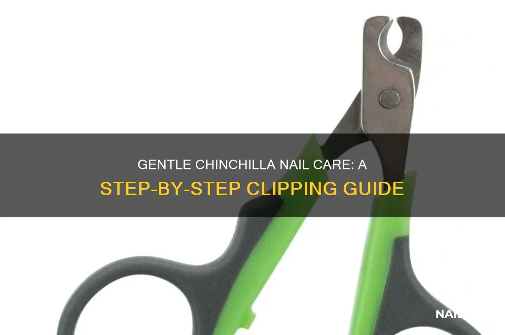 Gentle Chinchilla Nail Care: A Step-By-Step Clipping Guide | Nailicy