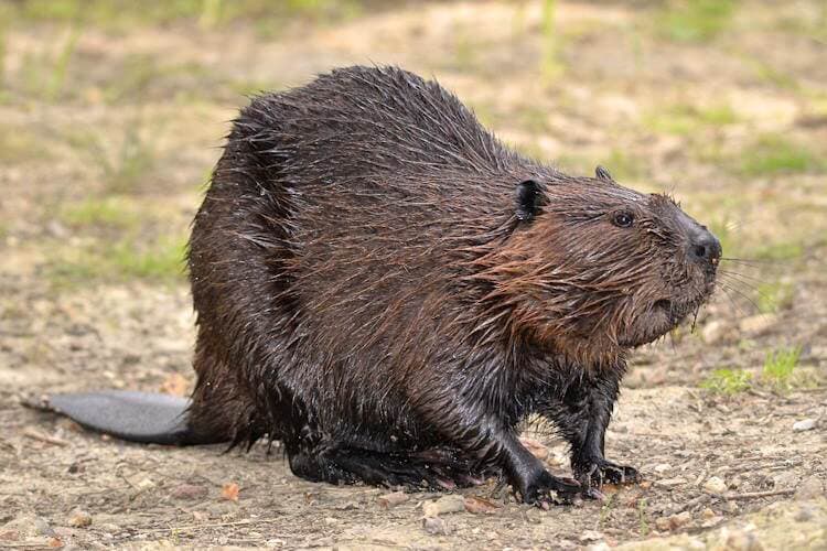 Biomimicry: Animal-Inspired Inventions - Nature Roamer