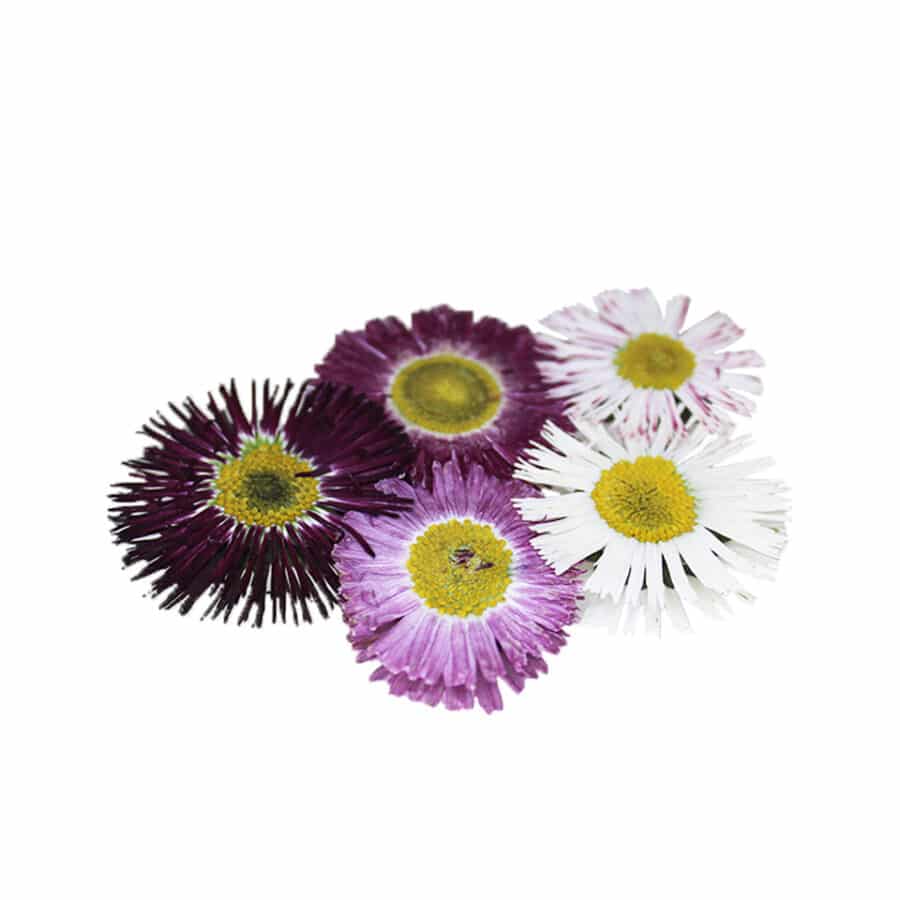 Bellis Daisy Pressed Edible Flowers | Nurtured in Norfolk