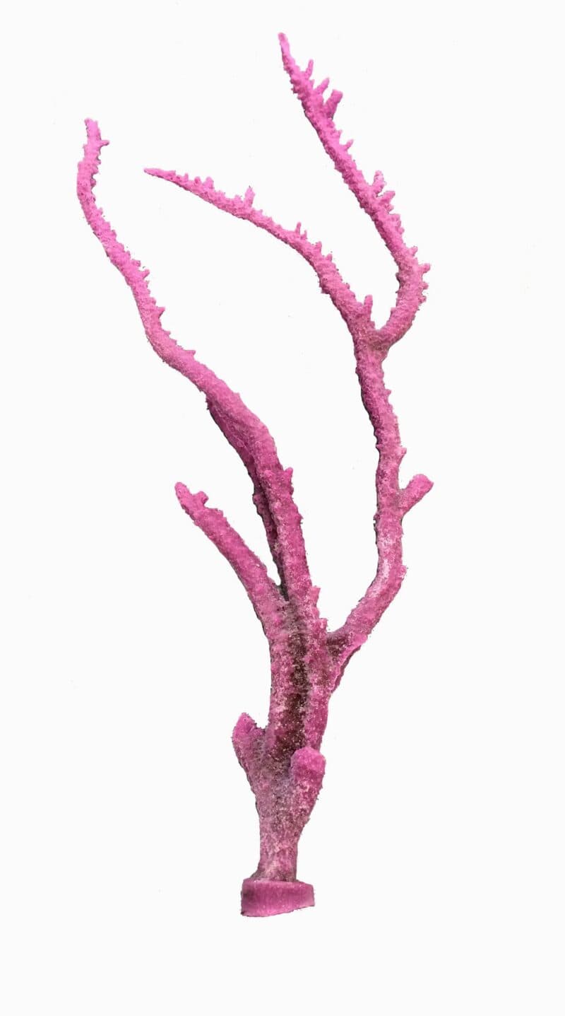 XXL Staghorn Branch Coral | Ocean Aquaria