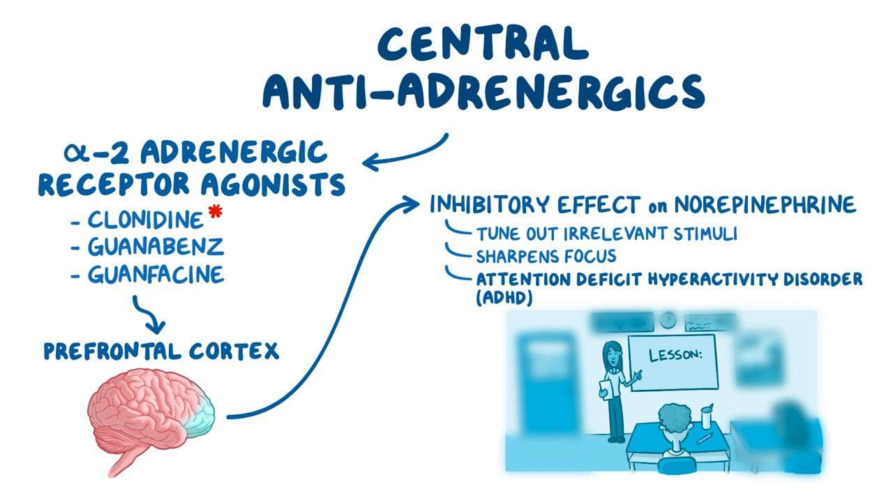 Sympatholytics: Alpha-2 agonists: Video & Anatomy | Osmosis