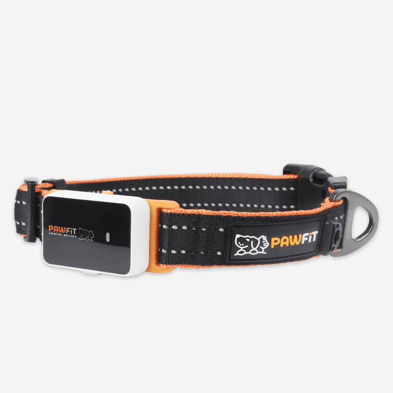 Take your dog walk to the next level with our Pawfit 3 Series Collar bundle
