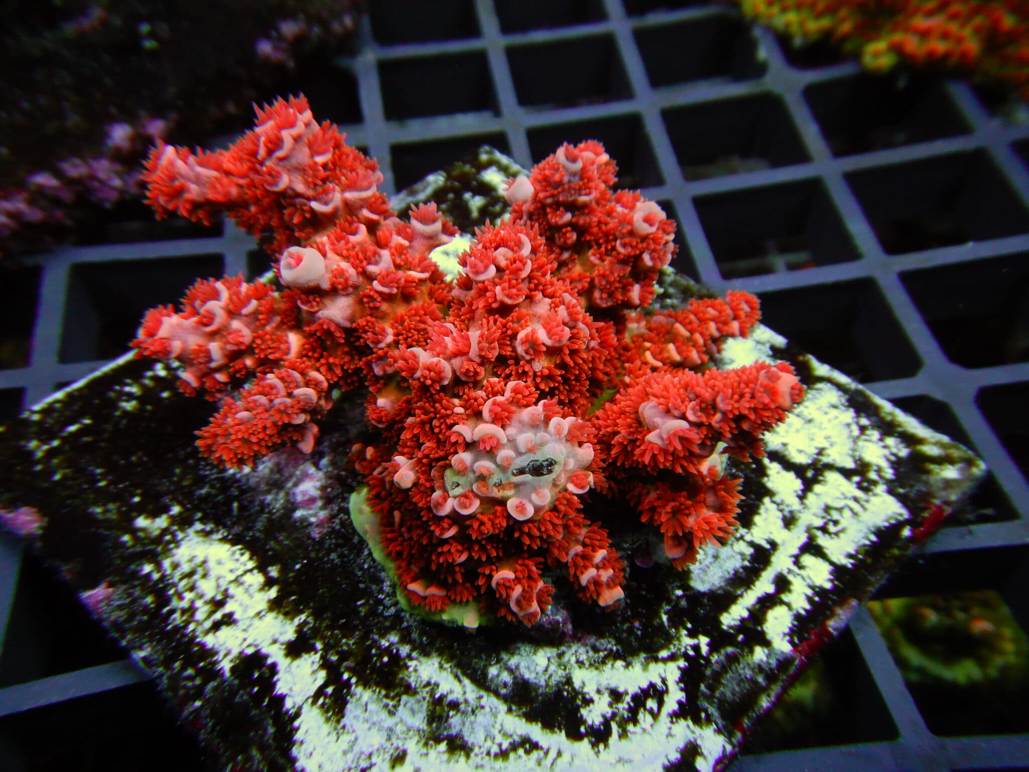 Reef Factory UK Wild Seriatopora stellata Frag