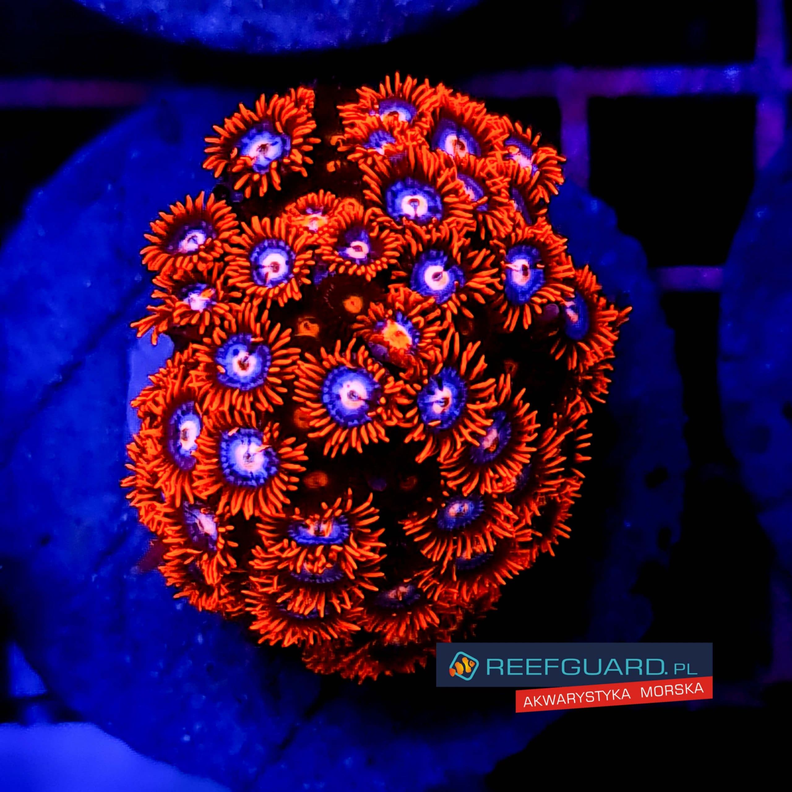 Fire and Ice Zoanthus to koralowce miękkie należące do rodziny