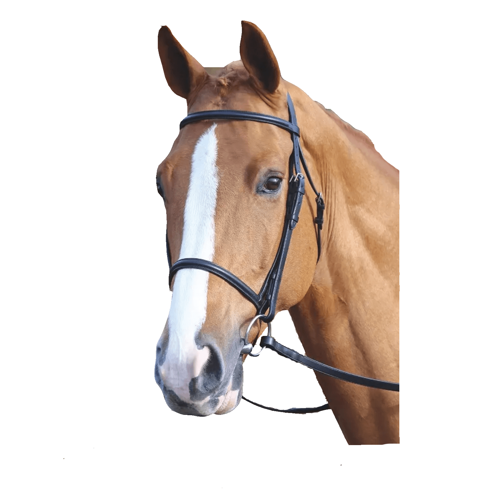 Shires Aviemore/Velociti Raised Cavesson Bridle 5003 Havana And Black ...