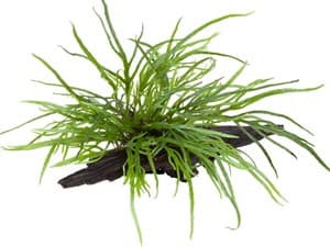 Bogwood - Tropica Aquarium Plants