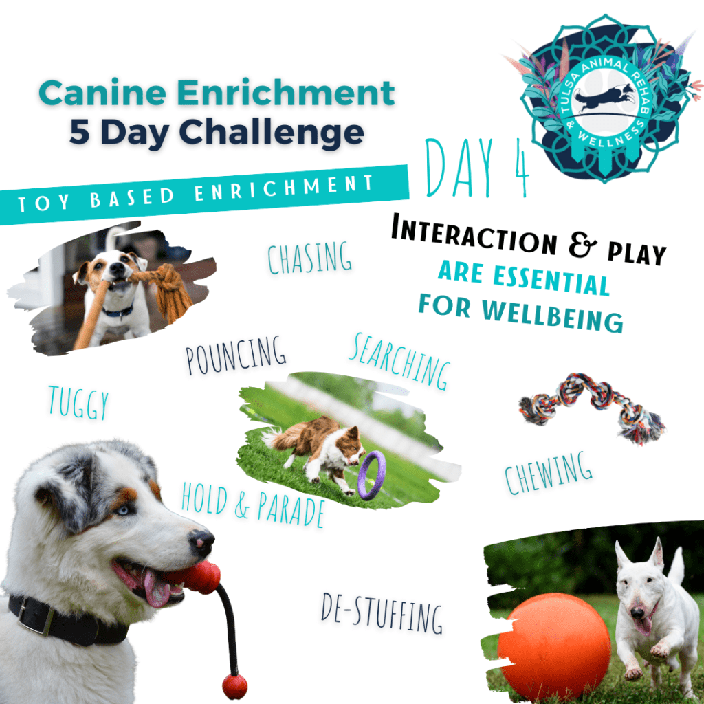 Canine Enrichment – Tulsa Animal Rehab & Wellness